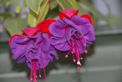 fuchsia