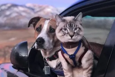 Dog   Cat