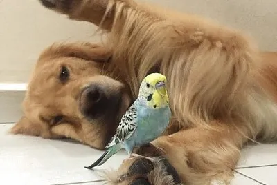 Dog   Bird