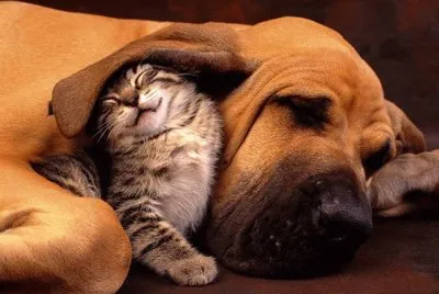 Dog   Cat