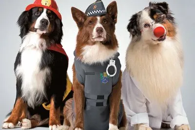 Dogs