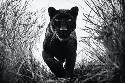 Black and White