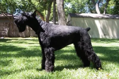Schnauzer gigante