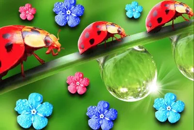 Coccinelle