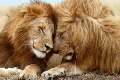 Leones