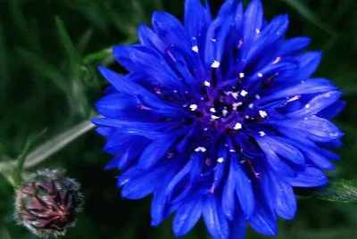 Flores