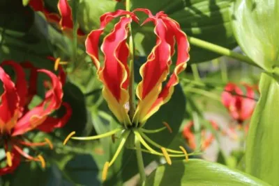 Gloriosa