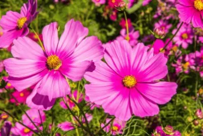 Flores jigsaw puzzle