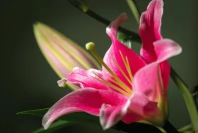 Flores