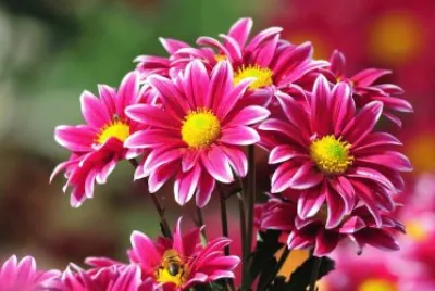 Flores