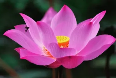 Flor