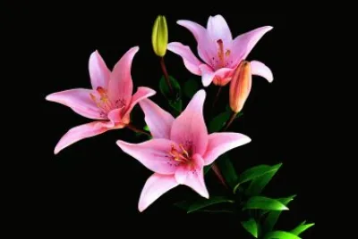 Flor