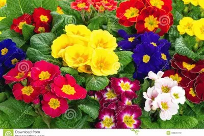 Flor