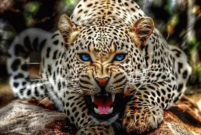 furia