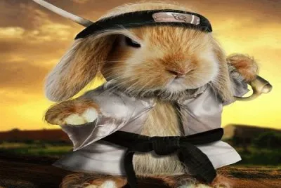 conejo