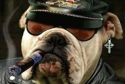 dog