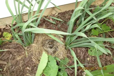 Baby bunnies in the flower bed