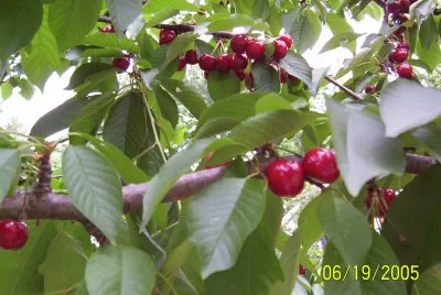 Cherries in the Springtime