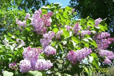 Lilacs