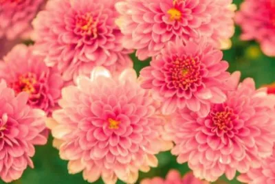 Flowers jigsaw puzzle