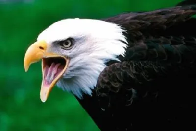 Aguila Calva