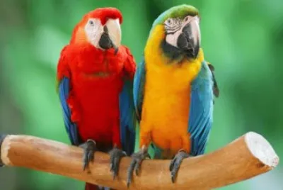 Guacamayas