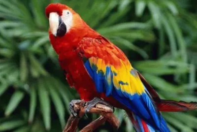 Guacamaya