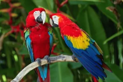 Guacamaya