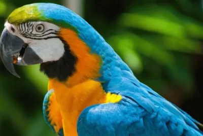 Guacamaya