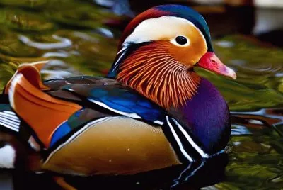 Pato Mandarin