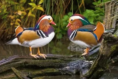 Patos Mandarin