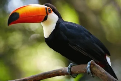 Tucan