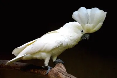Cacatua