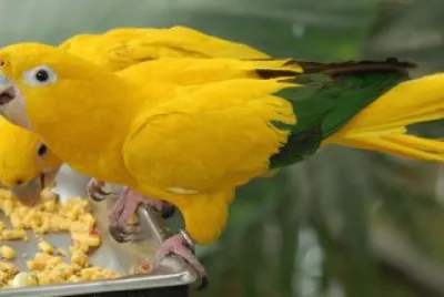 Conure