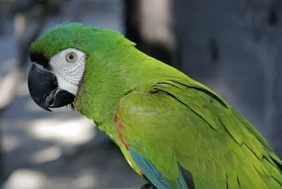 Loro