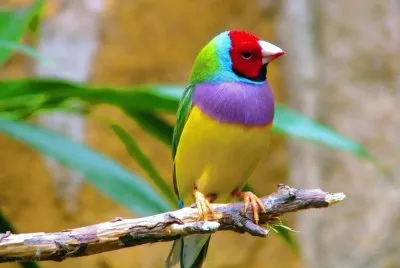Pajaro