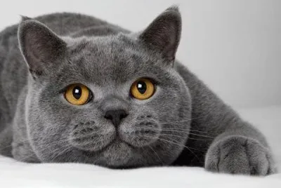 Gato Bristing