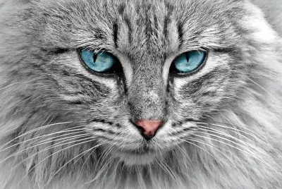 Ojos Hermosos