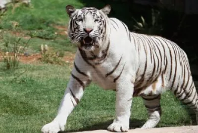Tigre de Bengala Blanco