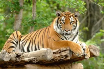 Tigre de Bengala Blanco