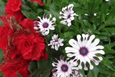 flowers jigsaw puzzle