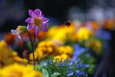 Summer Flower colours