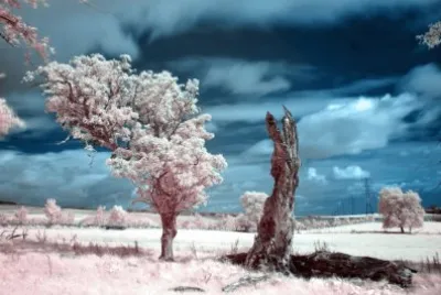 Infrared trees and clouds jigsaw puzzle