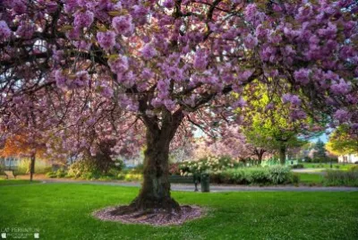 Cherry blossom tree jigsaw puzzle