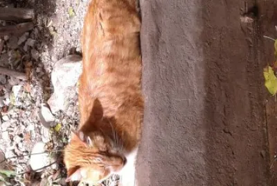 De la naturaleza