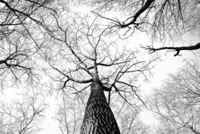 Black and White jigsaw puzzle