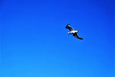 Gaviota volando sobre el Mar Egeo, Grecia.