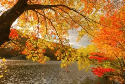 naturaleza jigsaw puzzle