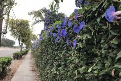 Flowers jigsaw puzzle