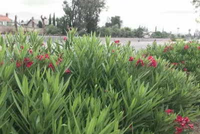 Flowers jigsaw puzzle